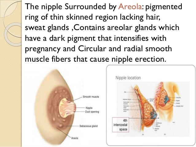 fibers in breasts Fibers in breasts